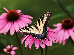 Tiger Swallowtail Butterfly on a Purple Coneflower